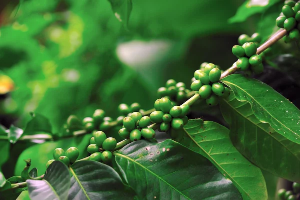 Granos de café inmaduros en árbol de café . —  Fotos de Stock