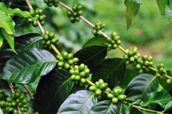 Granos de café inmaduros en árbol de café . — Foto de Stock