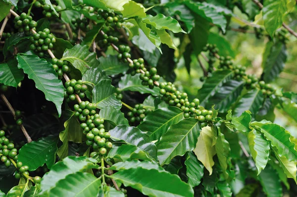 Неспелые кофейные зерна на кофейном дереве . — стоковое фото
