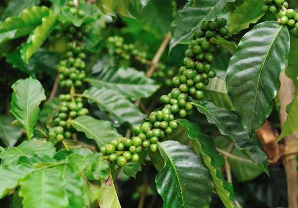 Omogna kaffebönor på kaffe träd. — Stockfoto