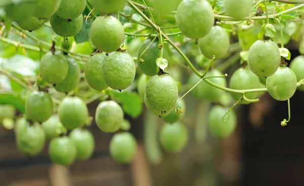 Passion fruit on the vine — Stock Photo, Image