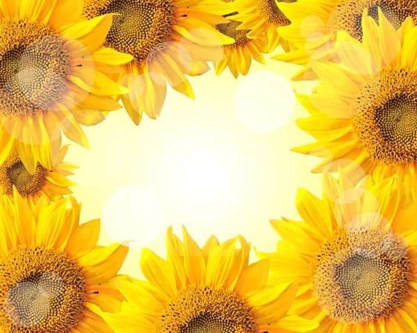 Sunflower nature summer background — Stock Photo, Image