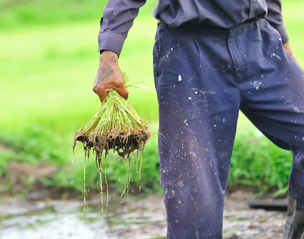 Thailändischer Bauer pflanzt auf Reisfeldern — Stockfoto