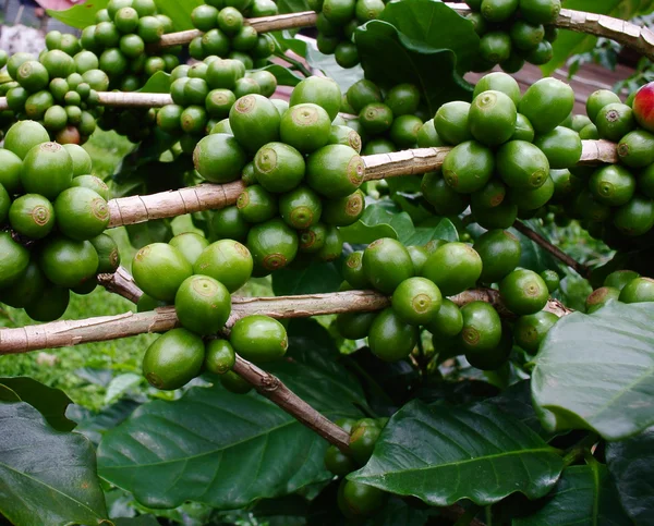 Kaffebönor på kaffe träd. — Stockfoto