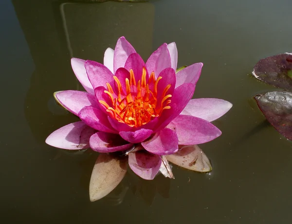 A blooming lotus flower — Stock Photo, Image