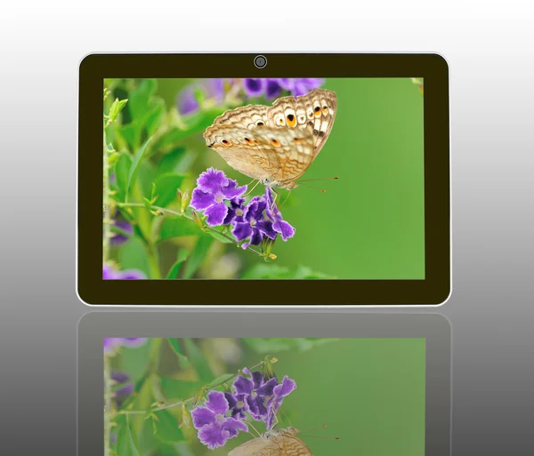 Mariposa sobre una flor con luz se reflejan en la mañana en la tableta — Foto de Stock