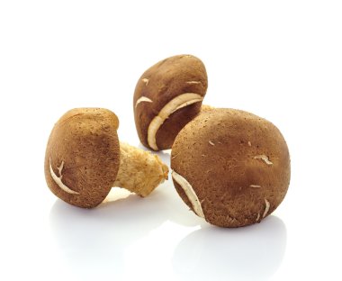 shiitake mantar (lentinula edodes).