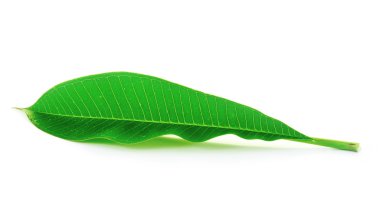 Su damlalı yeşil yaprak