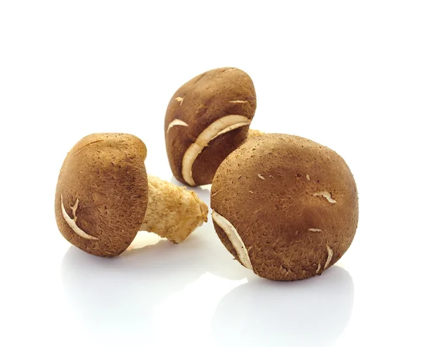 Setas shiitake (Lentinula edodes ). — Foto de Stock