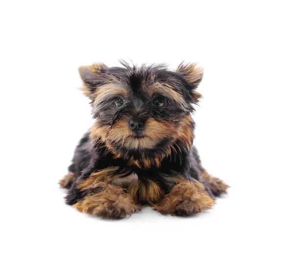 Yorkshire Terrier (2 months) in front of a white background — Stock Photo, Image