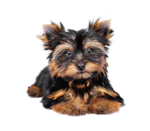 Yorkshire Terrier (2 miesiące) przed białym tłem — Zdjęcie stockowe