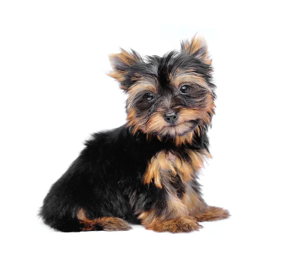 Yorkshire Terrier (2 months) in front of a white background — Stock Photo, Image