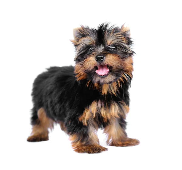 Yorkshire Terrier (2 meses) frente a un fondo blanco —  Fotos de Stock