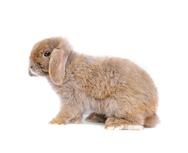 Lop conejo sobre fondo blanco —  Fotos de Stock