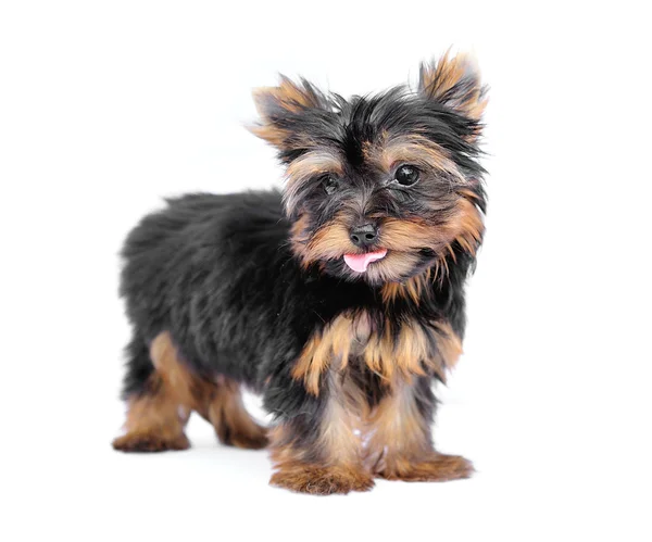 Yorkshire Terrier (2 mois) devant un fond blanc — Photo