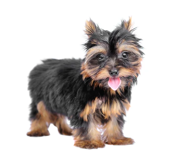 Yorkshire Terrier (2 miesiące) przed białym tłem — Zdjęcie stockowe