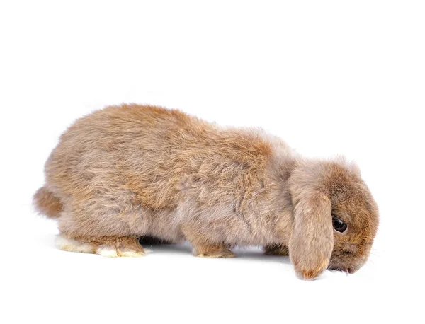 Крупный план Лопского кролика перед белой спинкой — стоковое фото