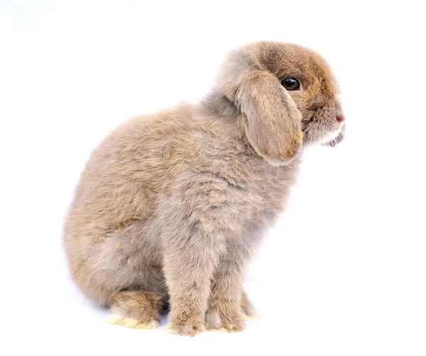 Klappkaninchen auf weißem Hintergrund — Stockfoto