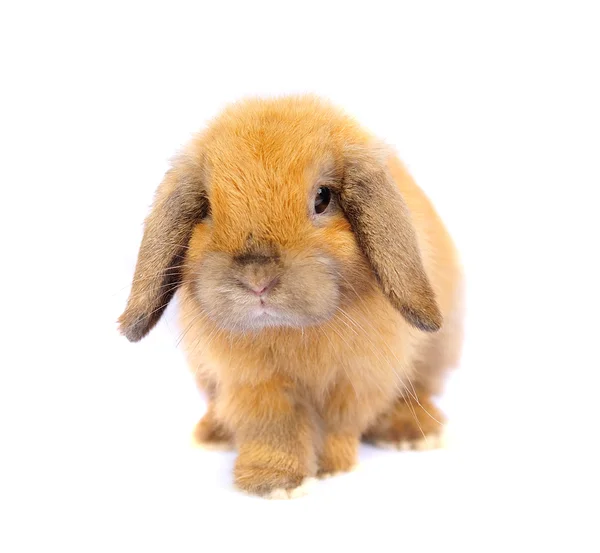 Lop kanin på vit bakgrund — Stockfoto
