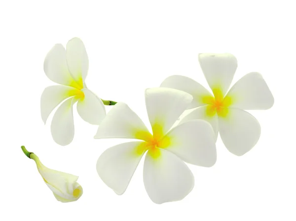 Tropische Blumen frangipani (plumeria) isoliert auf weißem Hintergrund — Stockfoto
