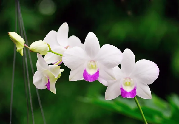 White orchid — Stock Photo, Image