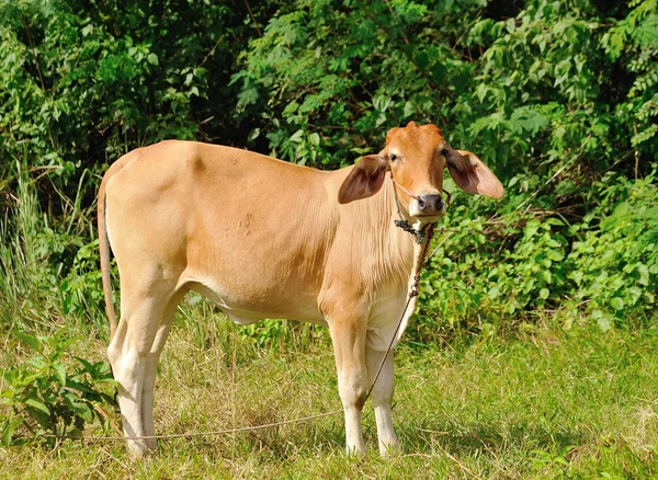 The Cow on field — Stock Photo, Image