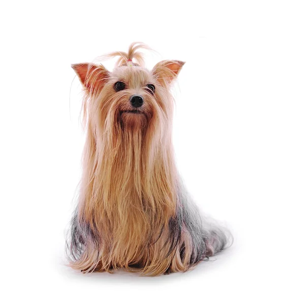 Beautiful Yorkie on white background — Stock Photo, Image