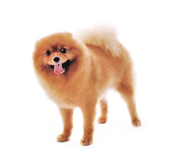 Pomerániai spitz kutya. portré egy fehér háttér — Stock Fotó