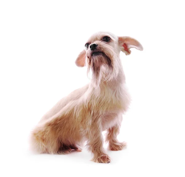 Shih tzu Hund im Studio auf weißem Hintergrund — Stockfoto