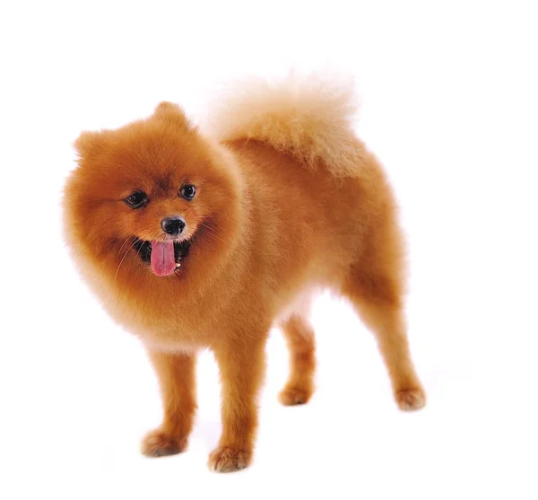 Pomeranian Spitz dog. Portrait on a white background — Stock Photo, Image