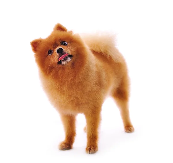 Pomeranian spitz köpek. beyaz zemin üzerine portre — Stok fotoğraf