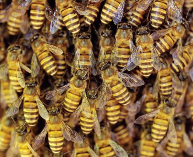 honeycells üzerinde çalışan arı görünümü kadar yakın.