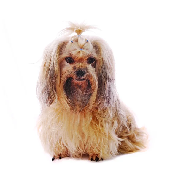 白い背景の上のスタジオのシーズー犬 — ストック写真