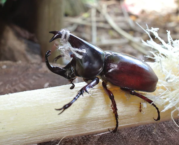 Käfer — Stockfoto