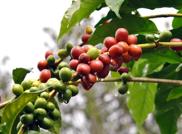 Granos de café en árbol de café — Foto de Stock