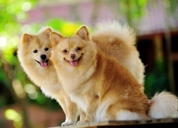 Cão spitz da Pomerânia — Fotografia de Stock