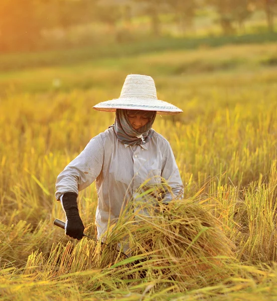 Farmer in field, it's harvest time — Stock Photo, Image