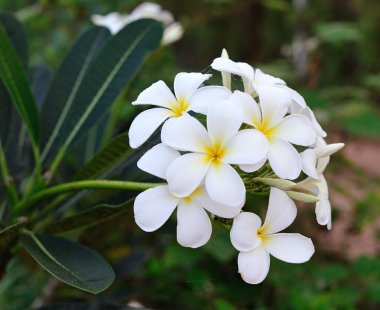 Tropikal çiçekler frangipani (plumeria)