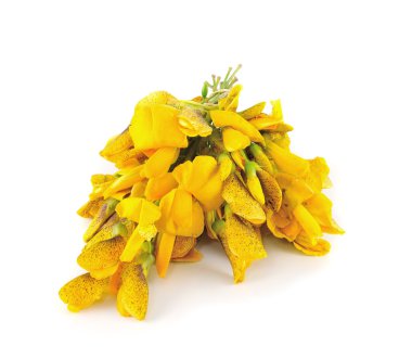 sesbania grandiflora yenilebilir çiçekler