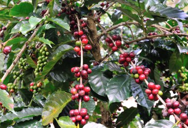 Kızıl kahve çekirdekleri.