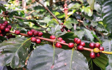 kahve ağacı bahçede üzerinde kahve çekirdekleri