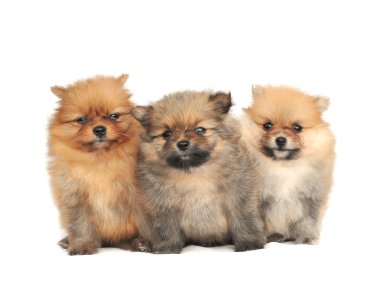 Pomeranian spitz köpek.
