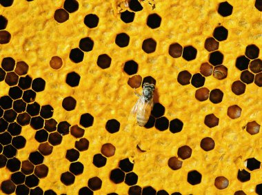 honeycells üzerinde çalışan arı görünümü kadar yakın