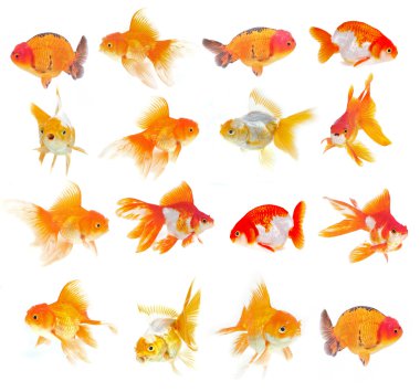 Set of Goldfish on White Background clipart