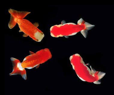 ranchu aslan araştırmak arka plan üzerinde kafa.