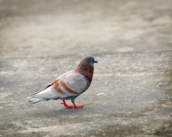 Grey pigeon — Stock Photo, Image