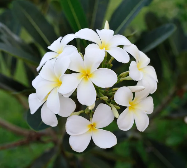 Kwiaty tropikalne frangipani (plumeria) — Zdjęcie stockowe