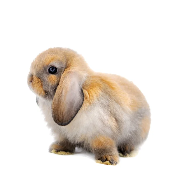 Primer plano en un Lop Rabbit frente a un fondo blanco — Foto de Stock