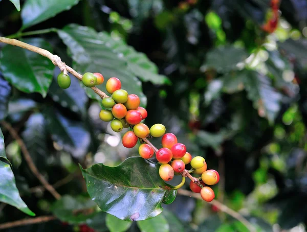 Granos de café en árbol de café — Foto de Stock