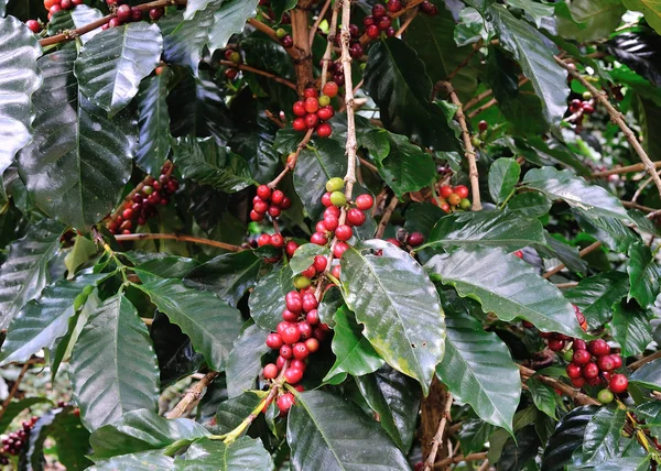 Kaffebönor på kaffe träd — Stockfoto